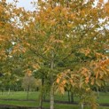 Carpinus betulus - 1