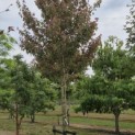 Acer rubrum 'Summer Red' - 6