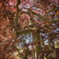 Acer palmatum 'Inaba Shidare' - 5