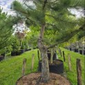 Pinus nigra 'Nigra' - Foto 4