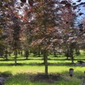 Fagus sylvatica 'Atropunicea' - mei 2026