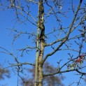 Quercus cerris 'Marmor Star' - 1