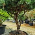 Pinus sylvestris 'Watereri' - Foto 1