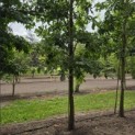 Quercus cerris - 1