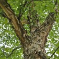 Betula Nigra - 1