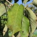 Magnolia acuminata - Foto 4