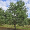 Pinus sylvestris - 2