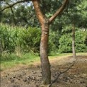 Pinus sylvestris - Foto 5