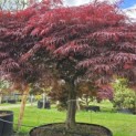 Acer palmatum 'Garnet' - 4