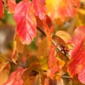 Parrotia persica - 1