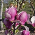 Magnolia 'Lennei' - 3