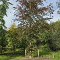 Fagus sylvatica 'Atropunicea' - 1