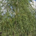 Salix x sepulcralis 'Chrysocoma' - Foto 3