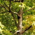 Acer Triflorum - Afbeelding 835 sept 2022