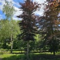 Fagus sylvatica 'Atropunicea' - Foto 4