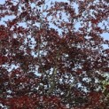 Fagus sylvatica 'Atropunicea' - mei 2026