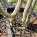 Parrotia persica - 1