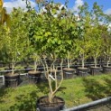 Parrotia persica - 2