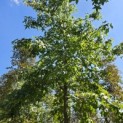 Liquidambar styraciflua - 1