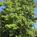 Liquidambar styraciflua - 3