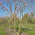 Magnolia 'Susan' - 3