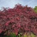 Acer palmatum 'Garnet' - 3