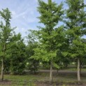 Ginkgo biloba - mei 2026