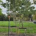 Parrotia persica - 1