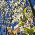 Cornus Florida 'Rainbow' - 3