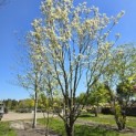 Cornus Florida 'Rainbow' - 2