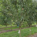 Malus domestica 'Red Elstar' - 2