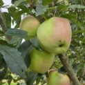 Malus domestica 'Red Elstar' - 3