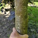 Fagus sylvatica 'Riversii' - 2