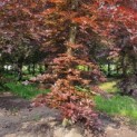 Fagus sylvatica 'Atropunicea' - Afbeelding 2