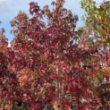 Liquidambar styraciflua - 1