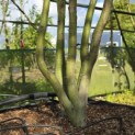 Acer palmatum - 6