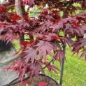 Acer palmatum 'Fireglow' - Foto 3