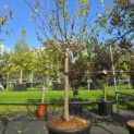Prunus domestica 'Reine Claude d'Oullins' - 2