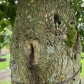 Tilia x europaea - Foto 5