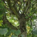 Tilia x europaea - Foto 4