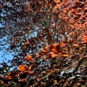 Fagus sylvatica 'Atropunicea' - 4