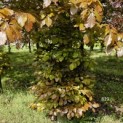 Fagus sylvatica 'Atropunicea' - voorjaar 2024