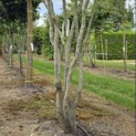 Parrotia persica 'Vanessa' - Foto 1