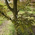 Fagus sylvatica 'Atropunicea' - 4
