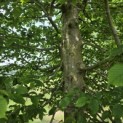 Carpinus betulus - 1