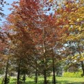 Fagus sylvatica 'Atropunicea' -  juni 2024