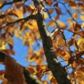 Fagus sylvatica - 2