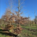 Fagus sylvatica - 1