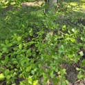 Fagus sylvatica - 2