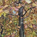 Fagus sylvatica 'Atropunicea' - 4